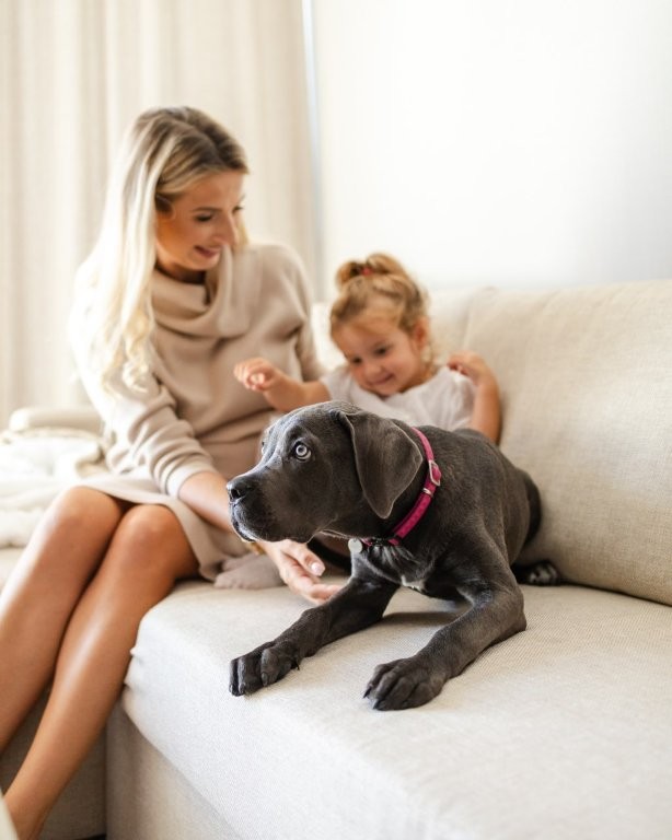 Linea Mare Otel'de Köpek