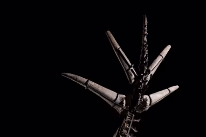 Stegosaurus İskeleti Müzayedesi