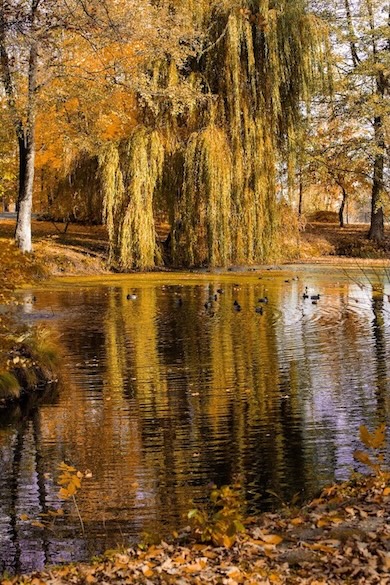 Manor House Spa Parkı'ndaki Kuşlar